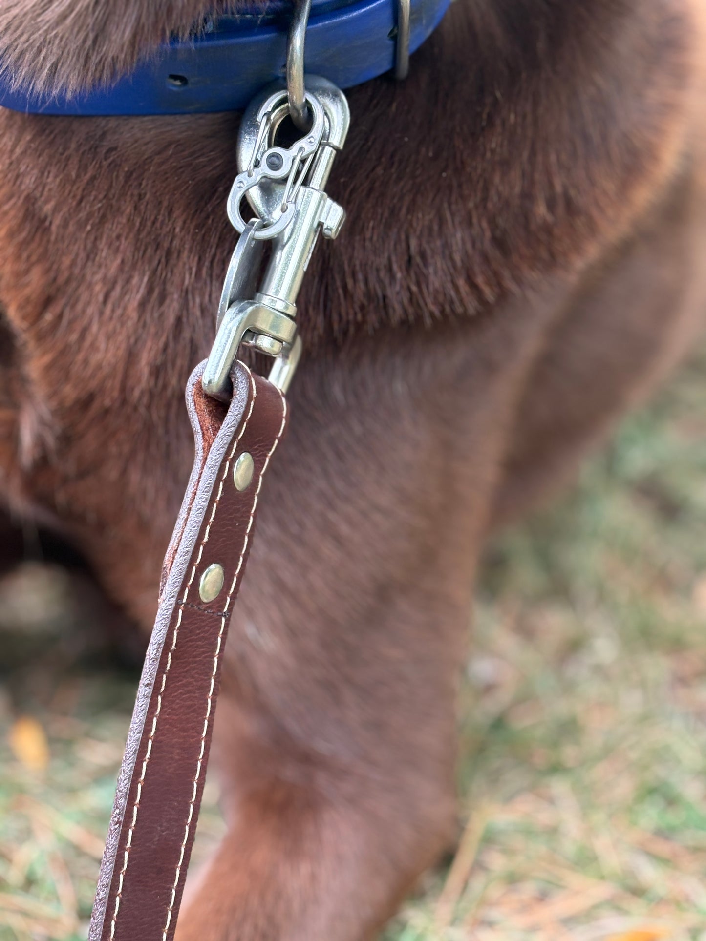 Canadian Made Dog Leash:  6  foot by  3/4 width   or     6 foot by  1 inch width