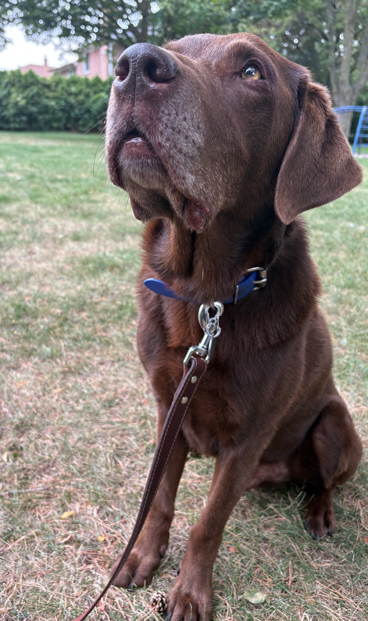 Canadian Made Dog Leash:  6  foot by  3/4 width   or     6 foot by  1 inch width