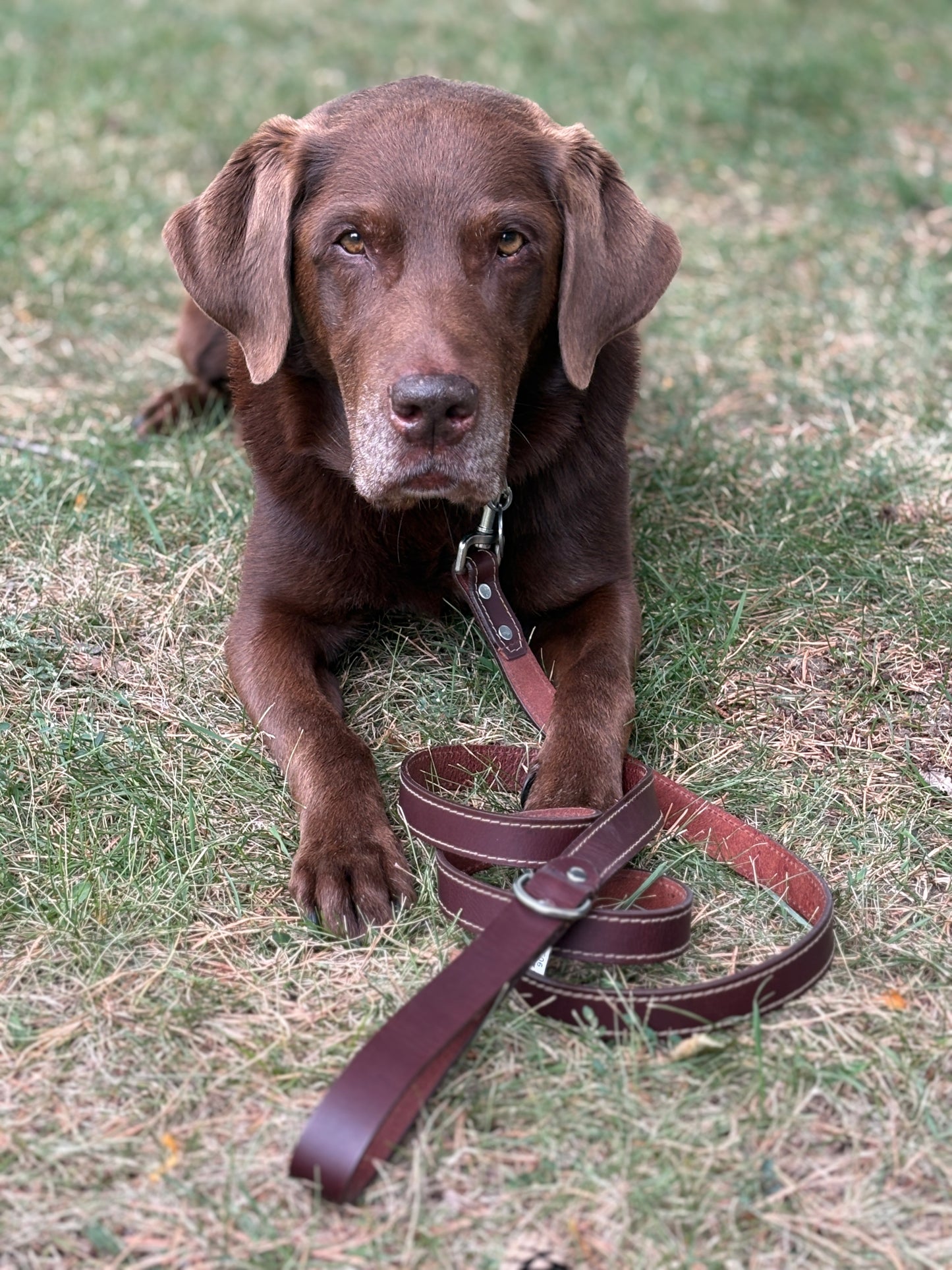 Canadian Made Dog Leash:  6  foot by  3/4 width   or     6 foot by  1 inch width