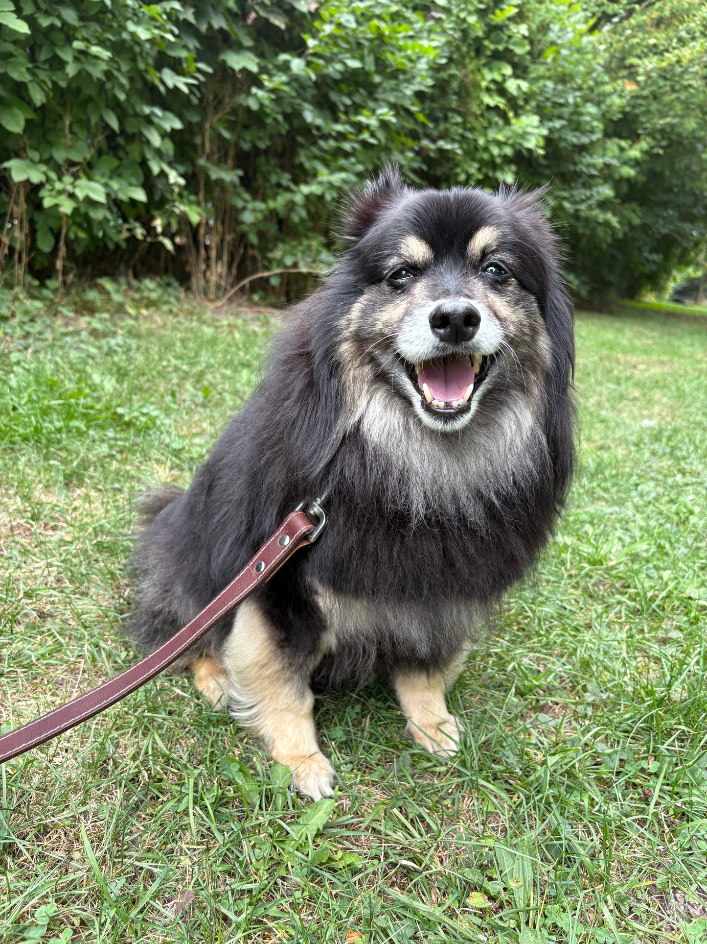 Canadian Made Dog Leash:  6  foot by  3/4 width   or     6 foot by  1 inch width